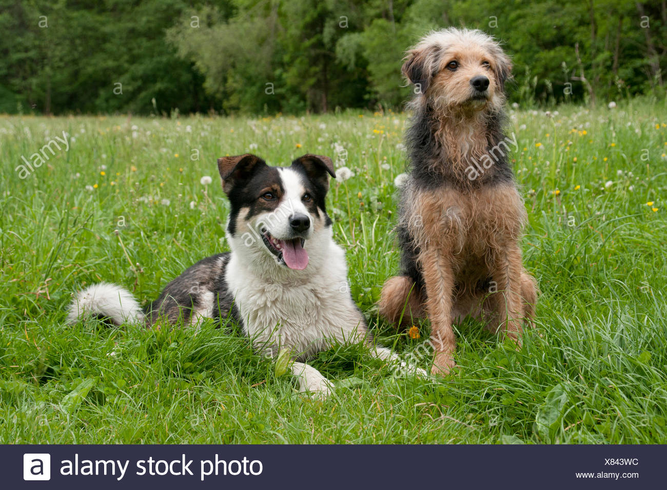 Collie Husky Mix Stock Photos Collie Husky Mix Stock Images Alamy