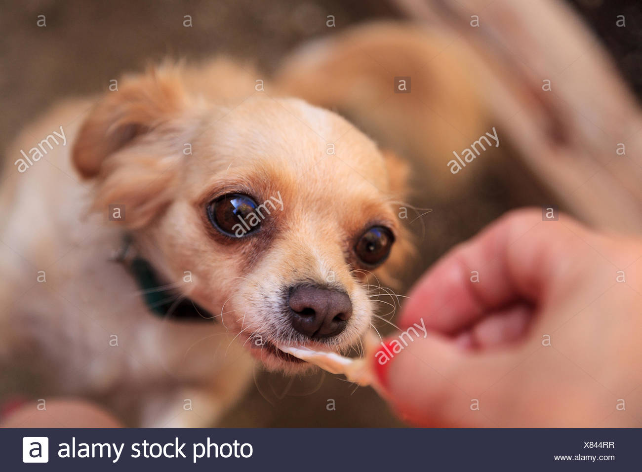 Small Long Haired Chihuahua Mixed Breed Stock Photo 280374747 Alamy