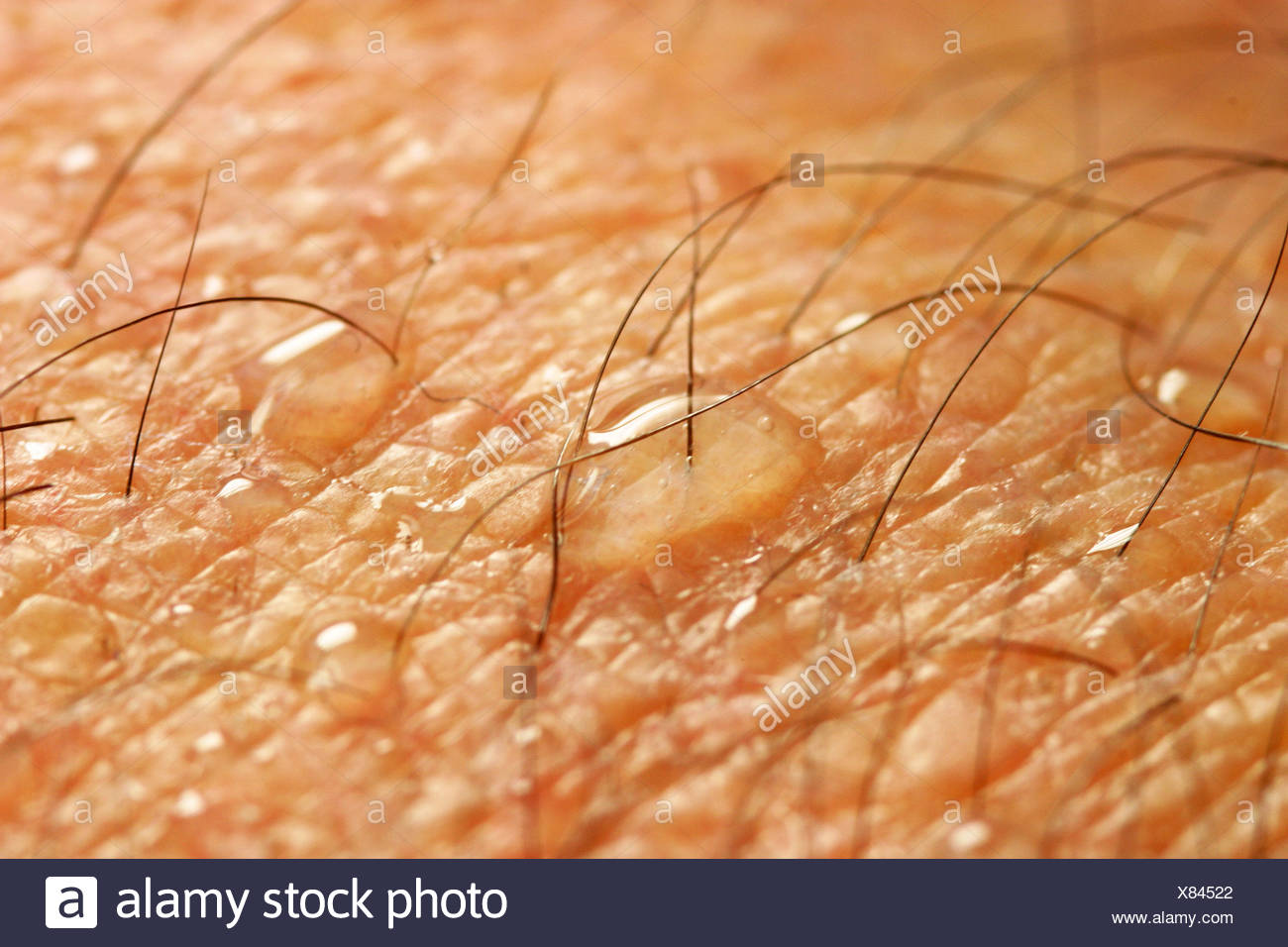 pores human stock photos pores human stock images alamy pores human stock photos pores human stock images alamy pores human stock photos pores human stock images alamy pores human stock photos pores human stock images alamy