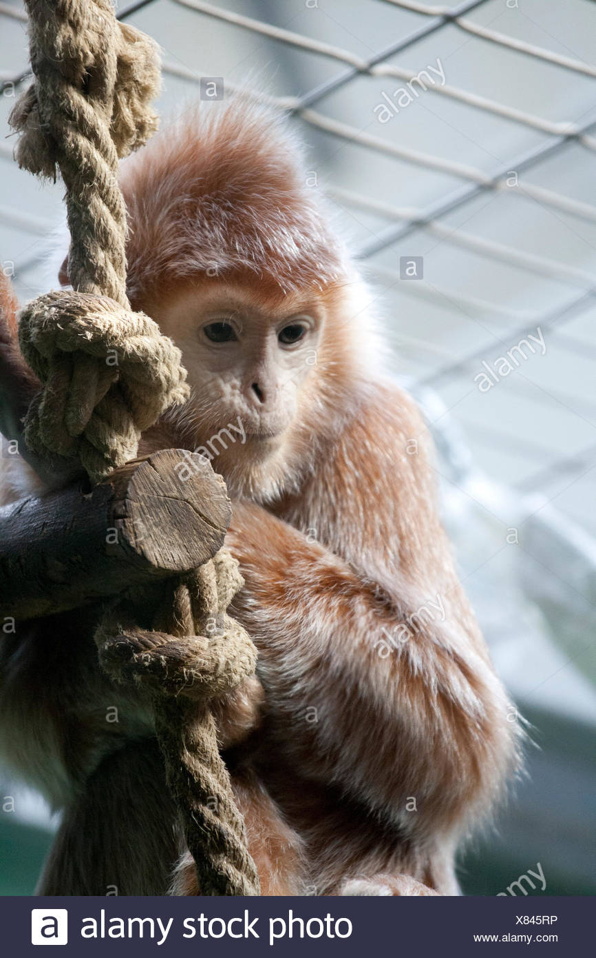 Haubenlanguren Junger Kleiner Affe Am Kletterseil Stock Photo Alamy