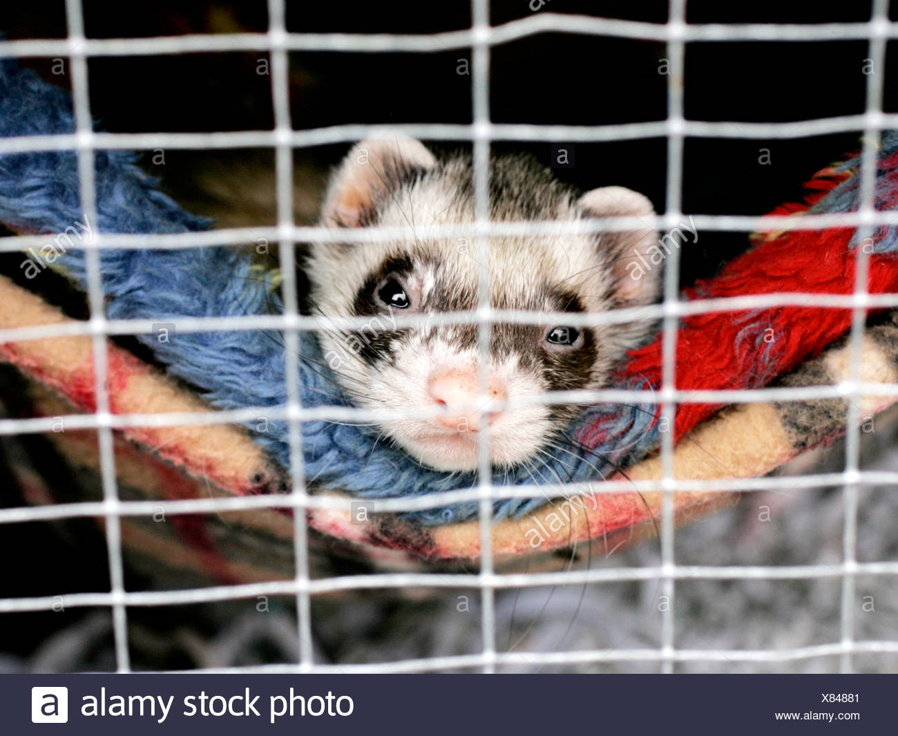 ferret in a cage