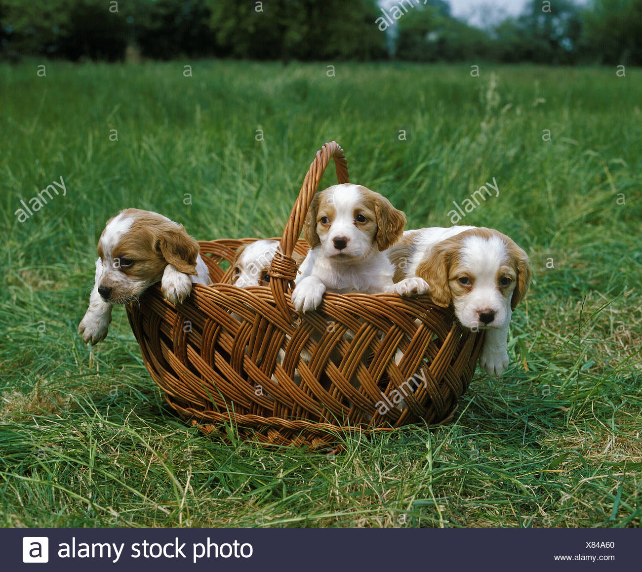 Brittany Puppy High Resolution Stock Photography And Images Alamy
