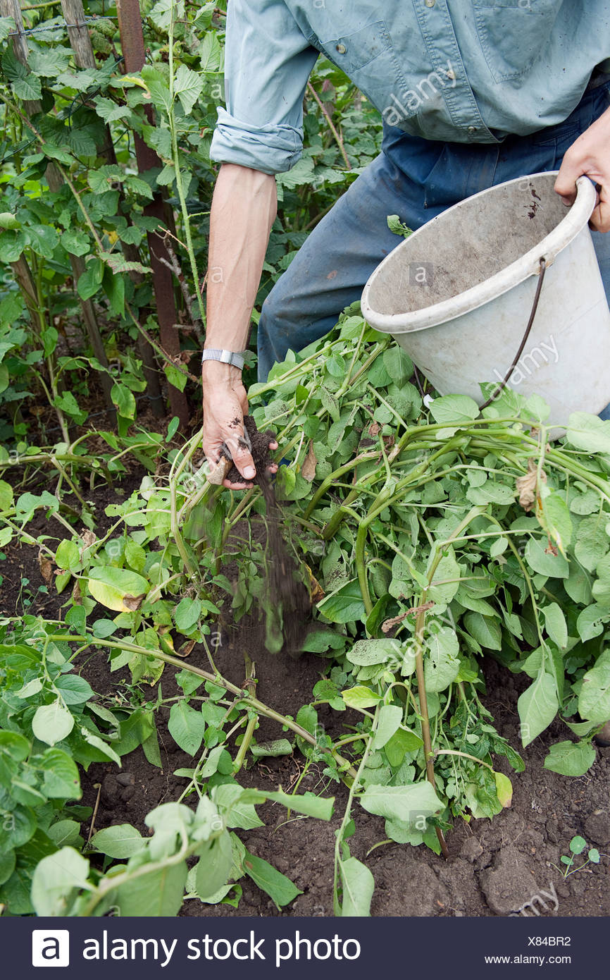 Earthing Up High Resolution Stock Photography and Images Alamy