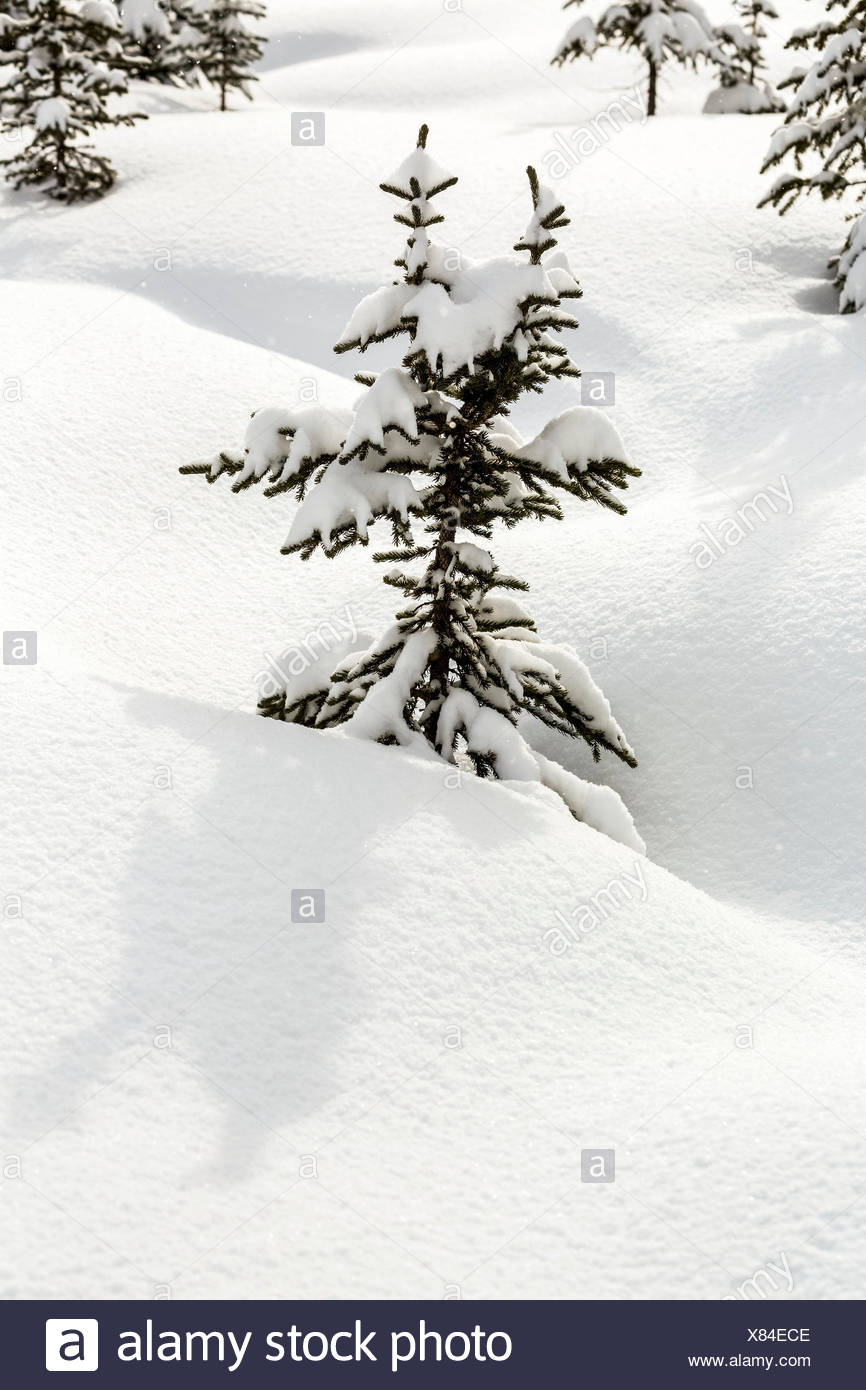 Small Evergreen Tree High Resolution Stock Photography and Images - Alamy