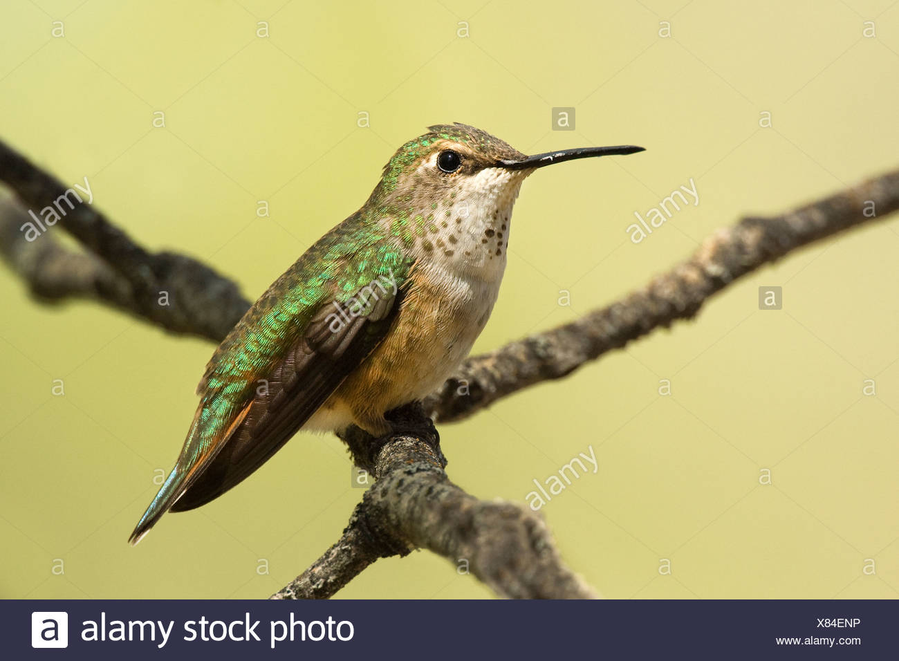 Female Rufous Hummingbird Selasphorus Rufus Rocky Mountains Jasper National Park Alberta Western Canada Stock Photo Alamy