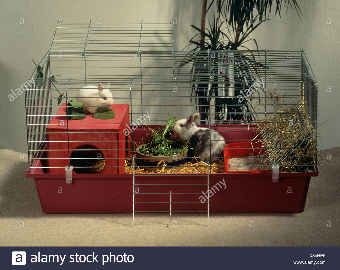 dwarf rabbit hutch