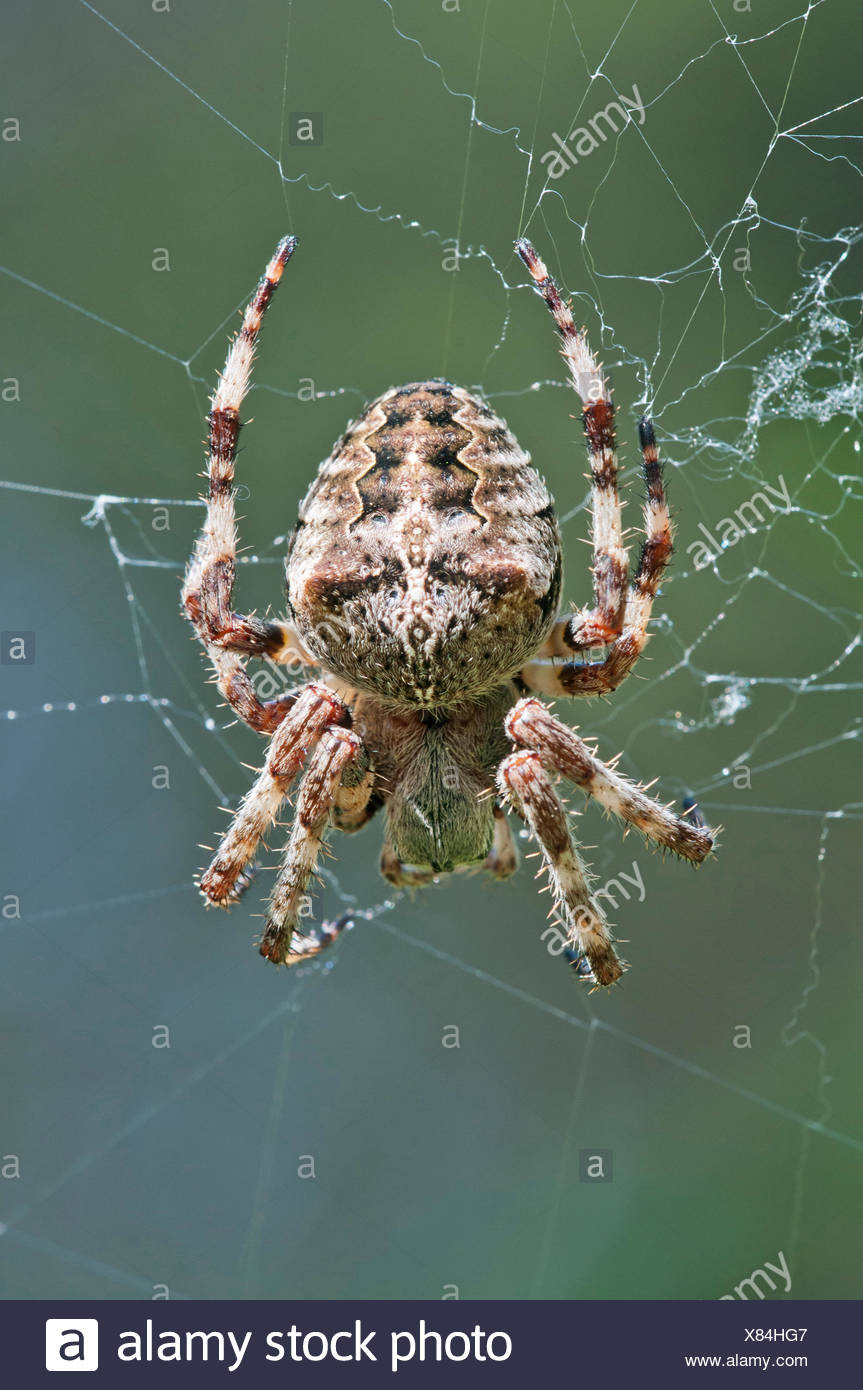 Spider Mount Stock Photos & Spider Mount Stock Images - Alamy | pink monkey in mount orb
Spider Mount Stock Photos & Spider Mount Stock Images - Alamy | pink monkey in mount orb