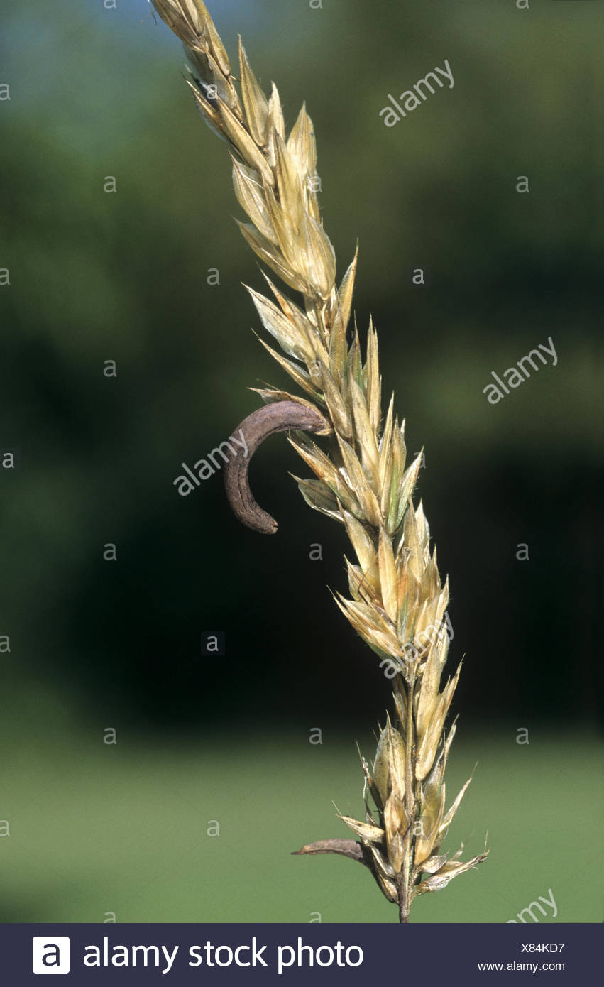 Claviceps Purpurea High Resolution Stock Photography and Images - Alamy
