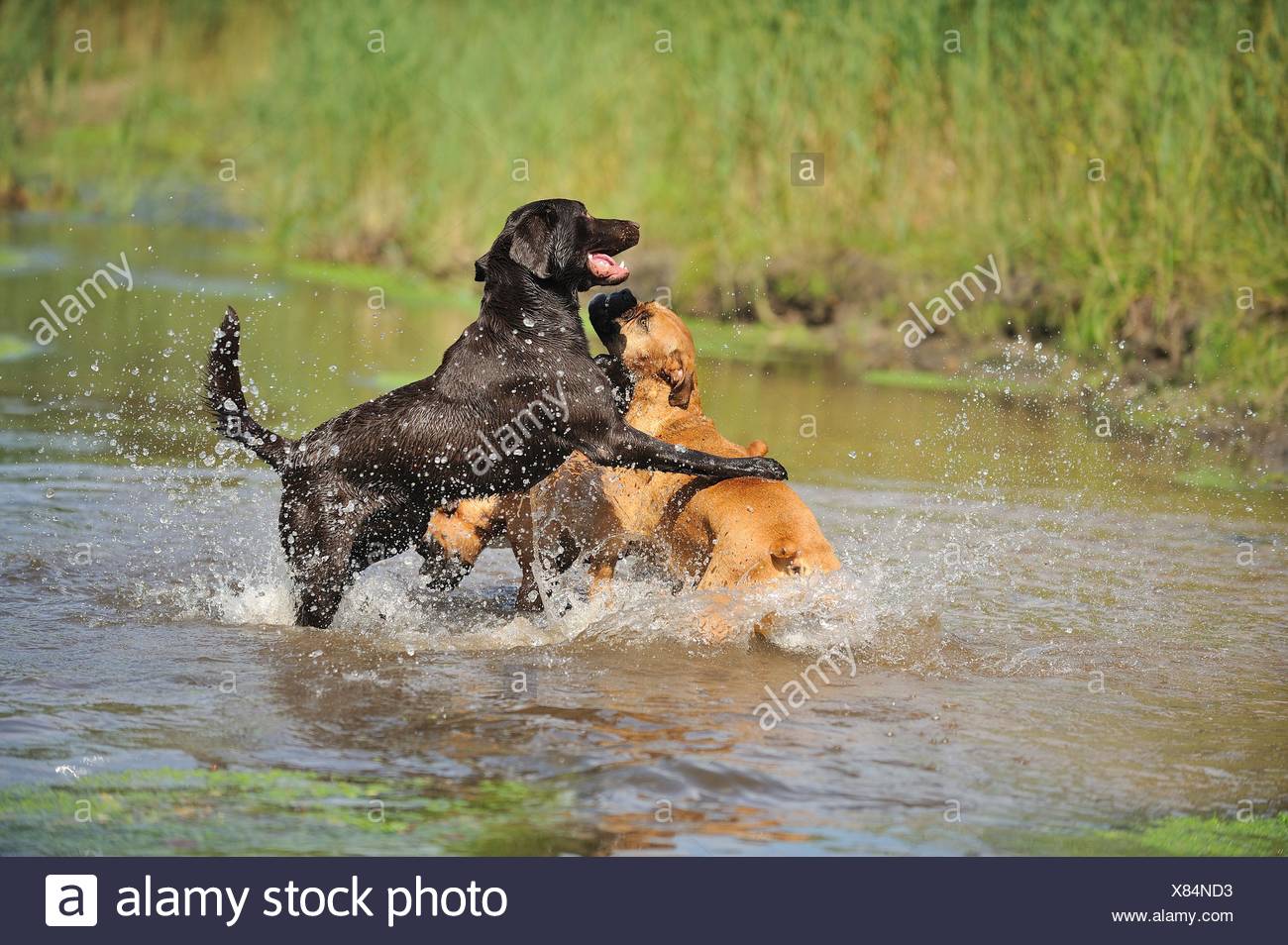 Chocolate Labrador Plays German Shorthaired Stock Photos