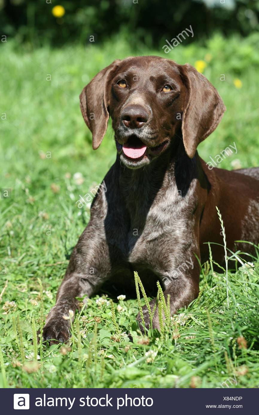 greenfield puppies german shorthaired pointers