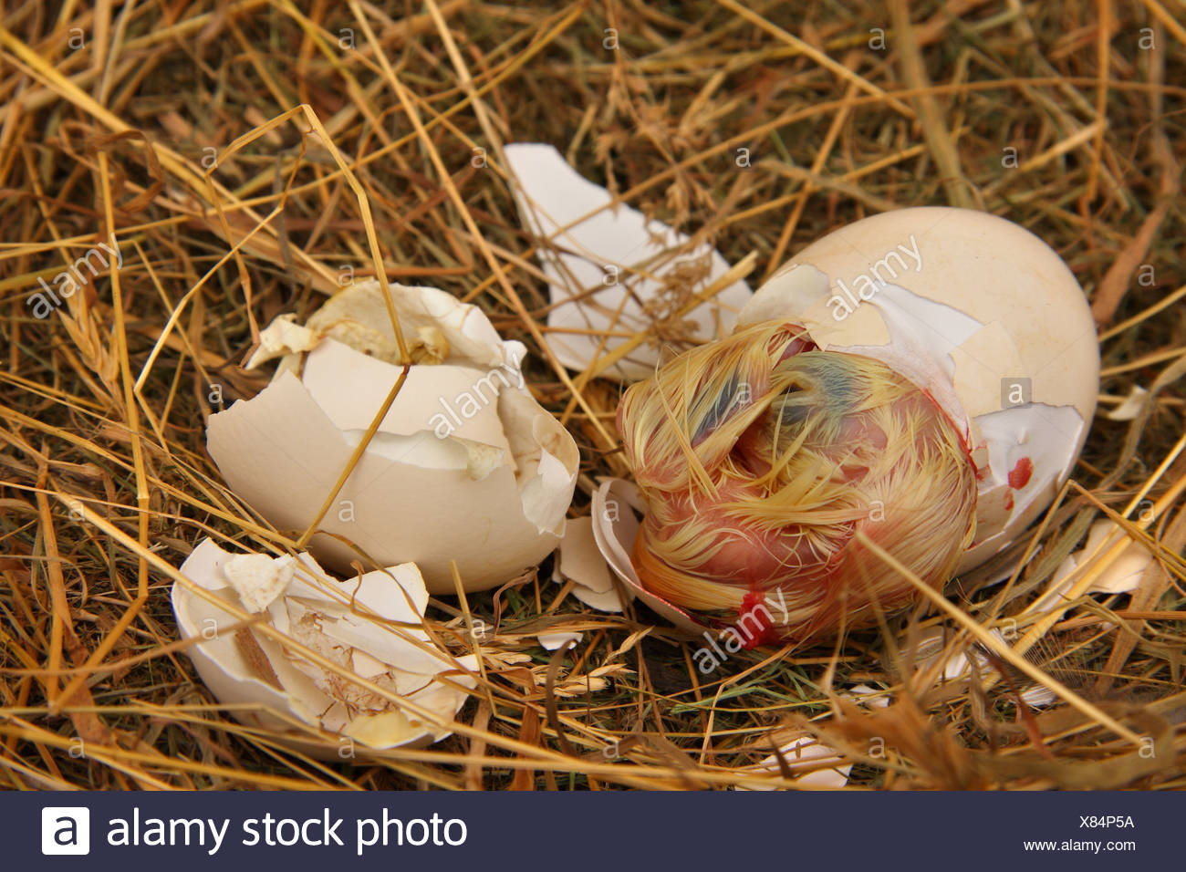 Newborn Chicken Egg Nest High Resolution Stock Photography and Images