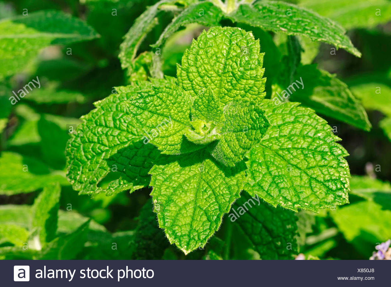 Mentha x villosa plant