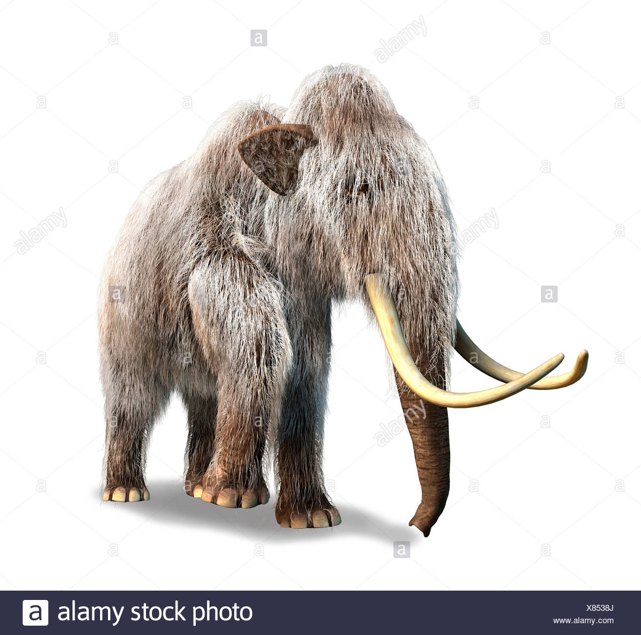 Mammoth Deutsch Mammoth Deutsch