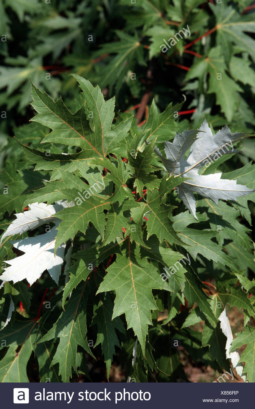 Birds Eye Maple High Resolution Stock Photography and Images Alamy