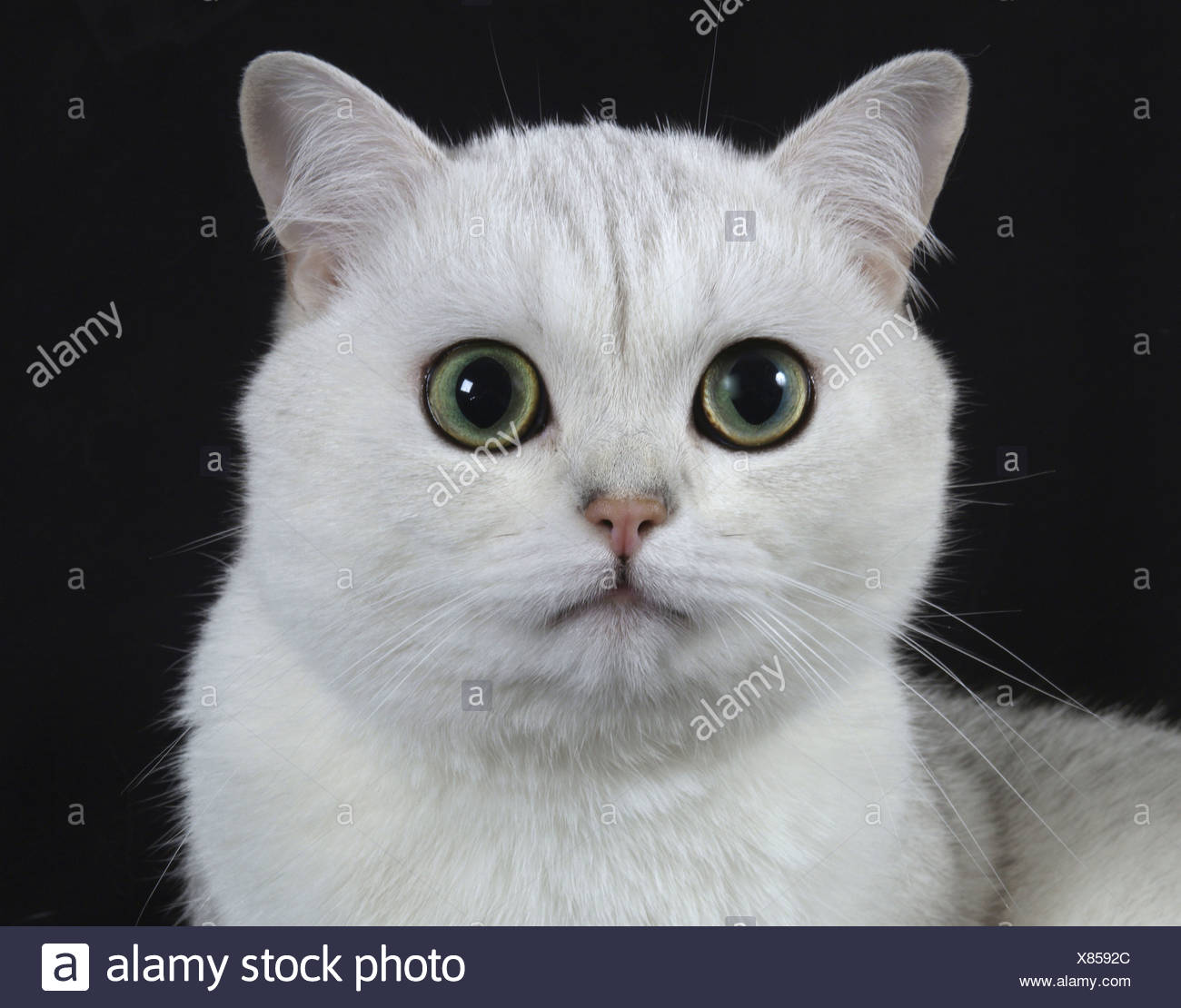 Carthusian cat, silver shadow Stock Photo