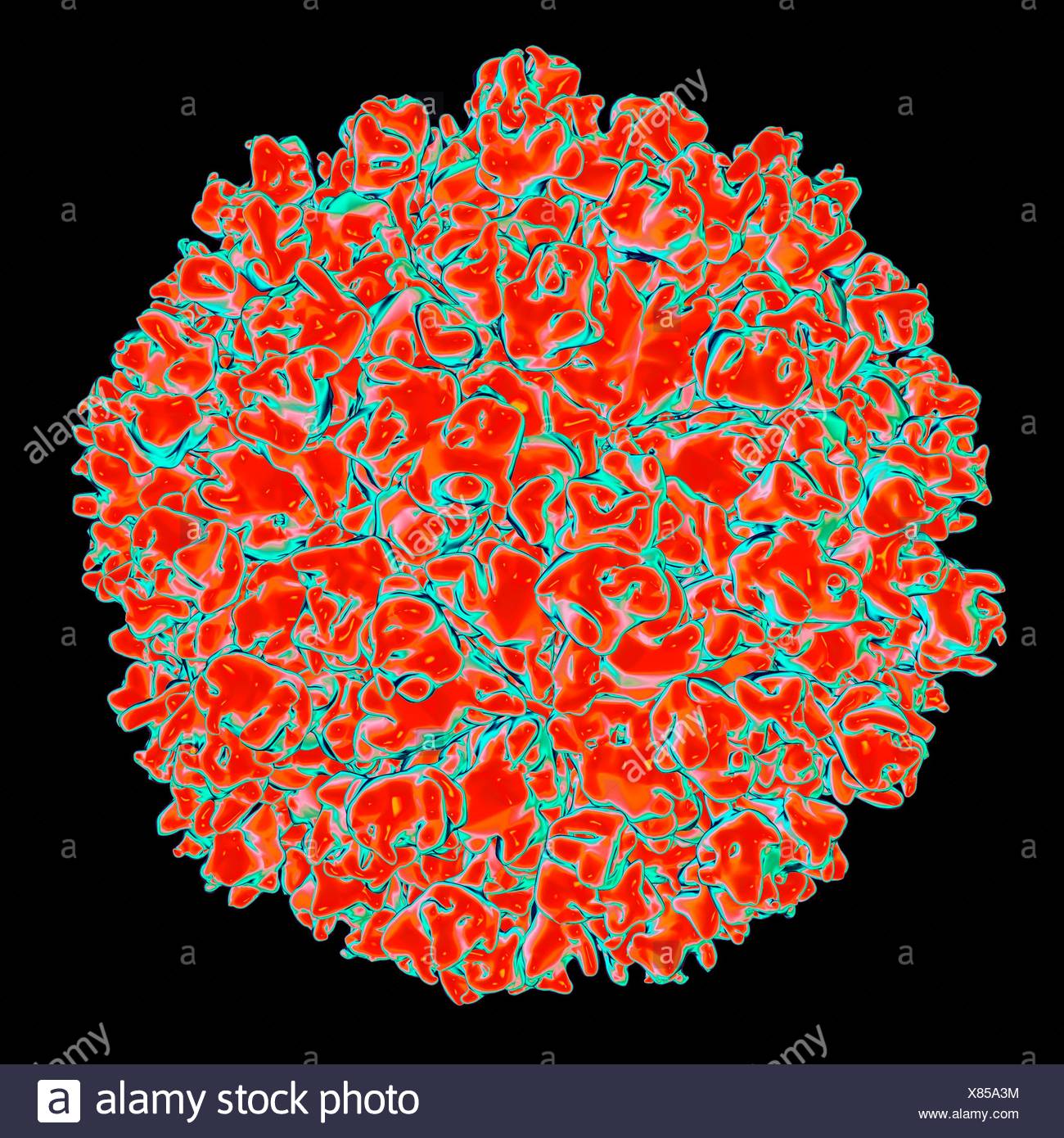 Hepatitis E Virus Computer Artwork Stock Photo Alamy