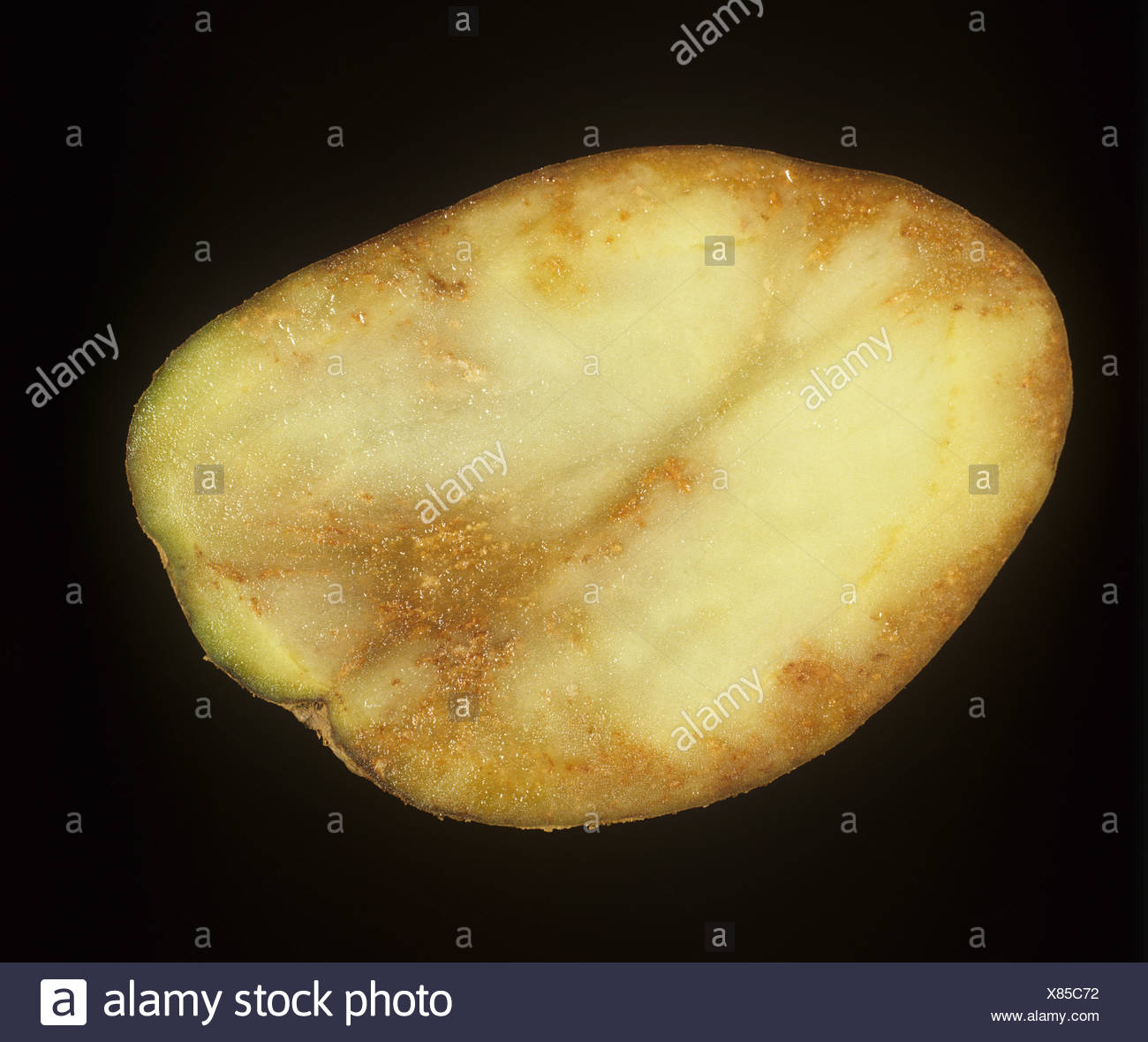 Potato Blight High Resolution Stock Photography and Images - Alamy