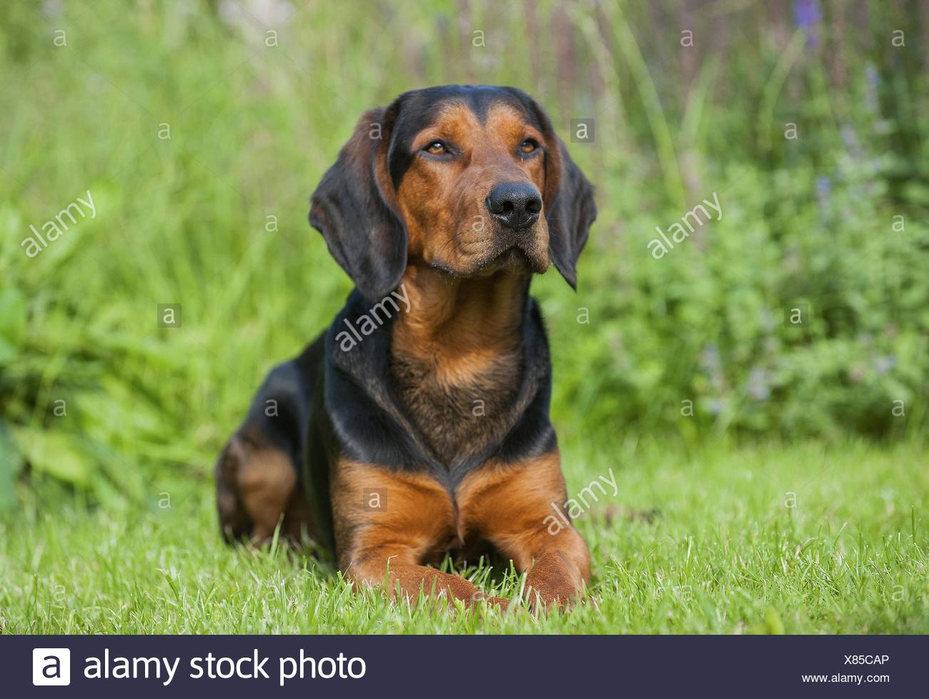 tyrolean hound