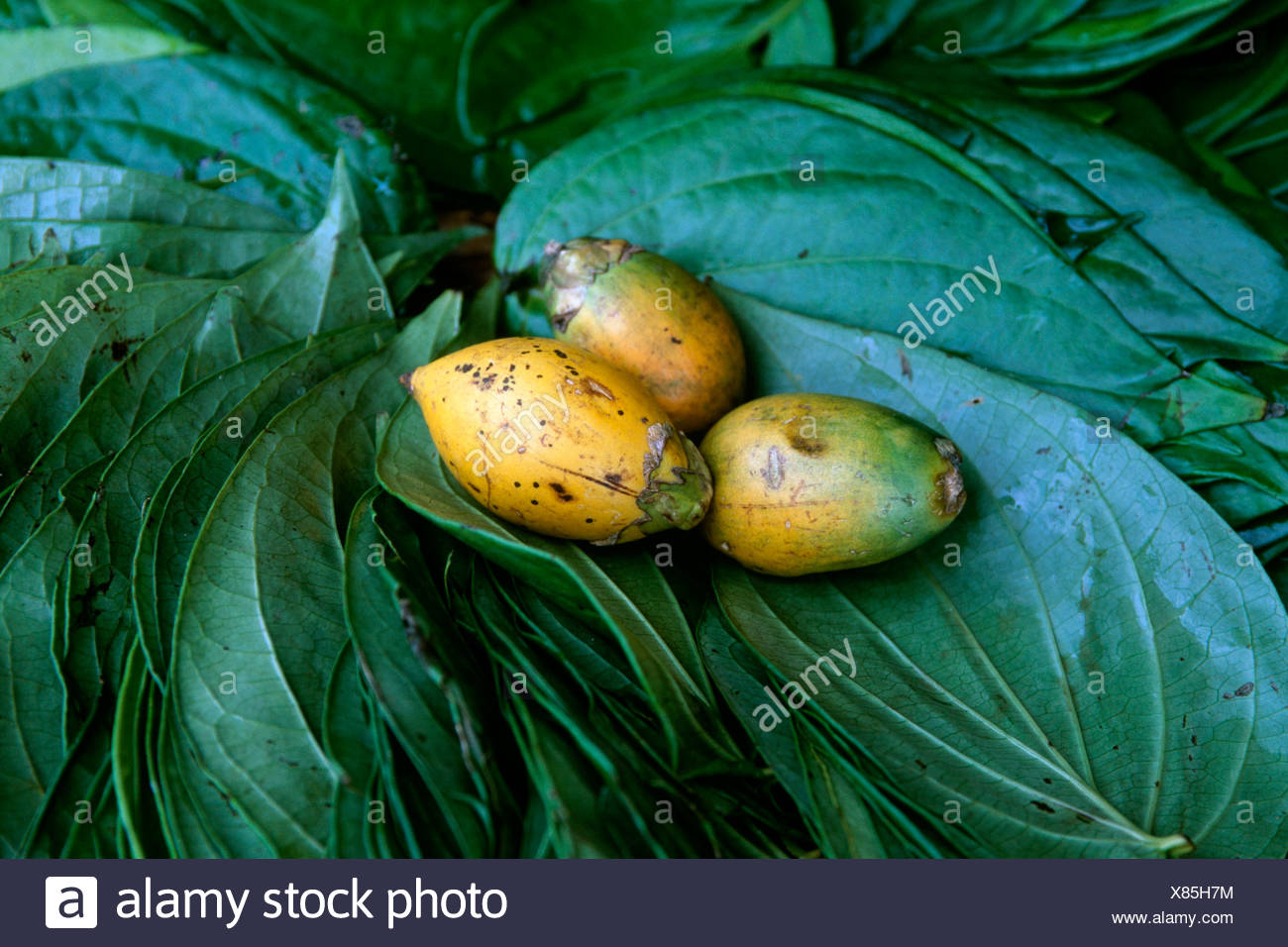 Betel Nut Leaves Stock Photos & Betel Nut Leaves Stock Images - Alamy