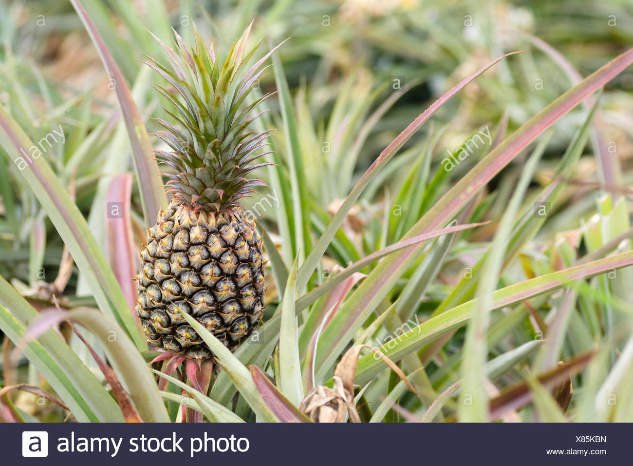 Pineapple Farm Stock Photos & Pineapple Farm Stock Images Alamy