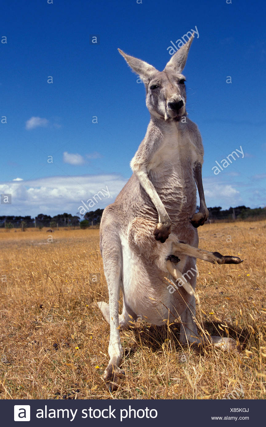 Open Legs High Resolution Stock Photography and Images Alamy