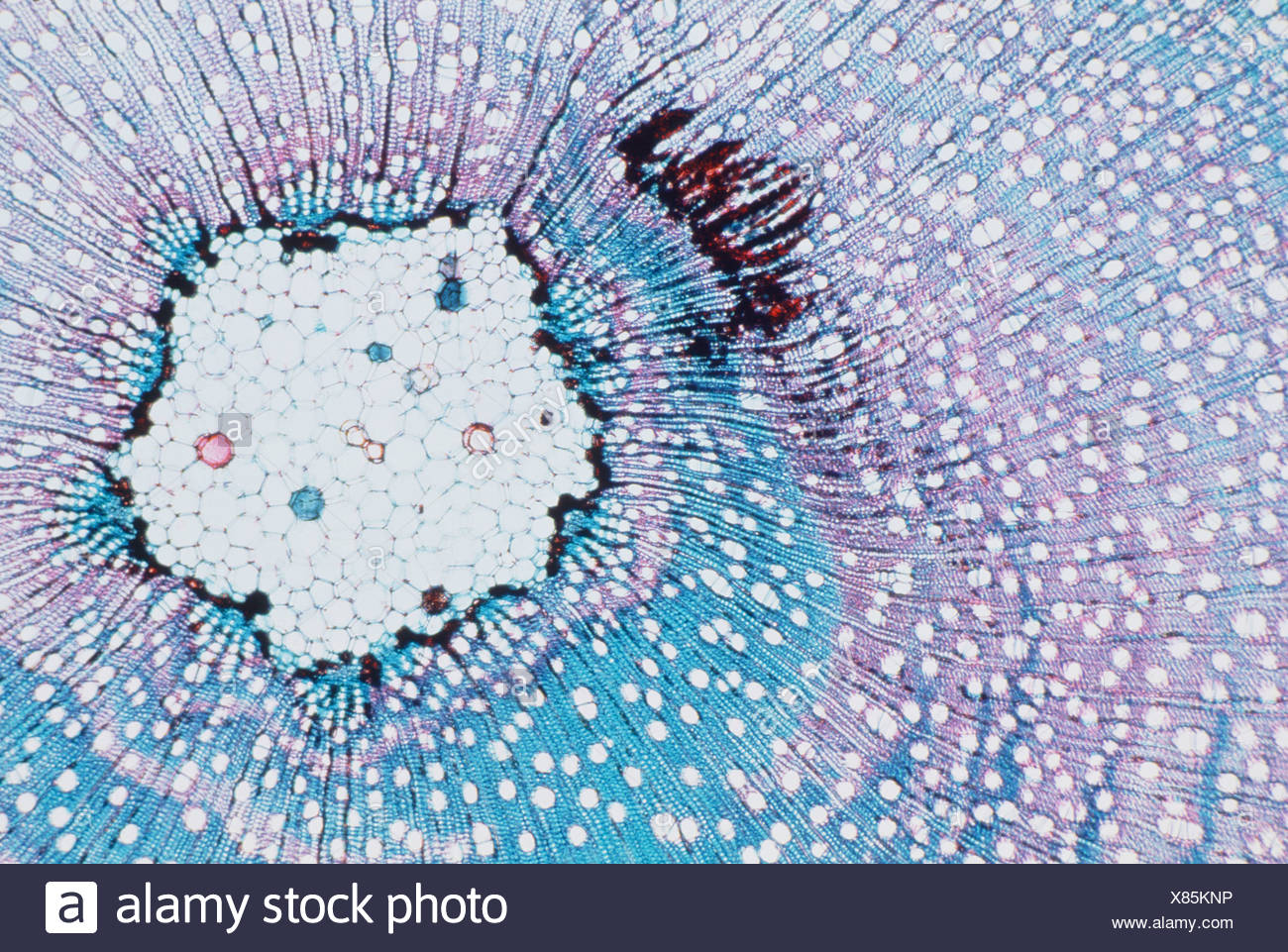 Label Electron Micrograph Plant Cells