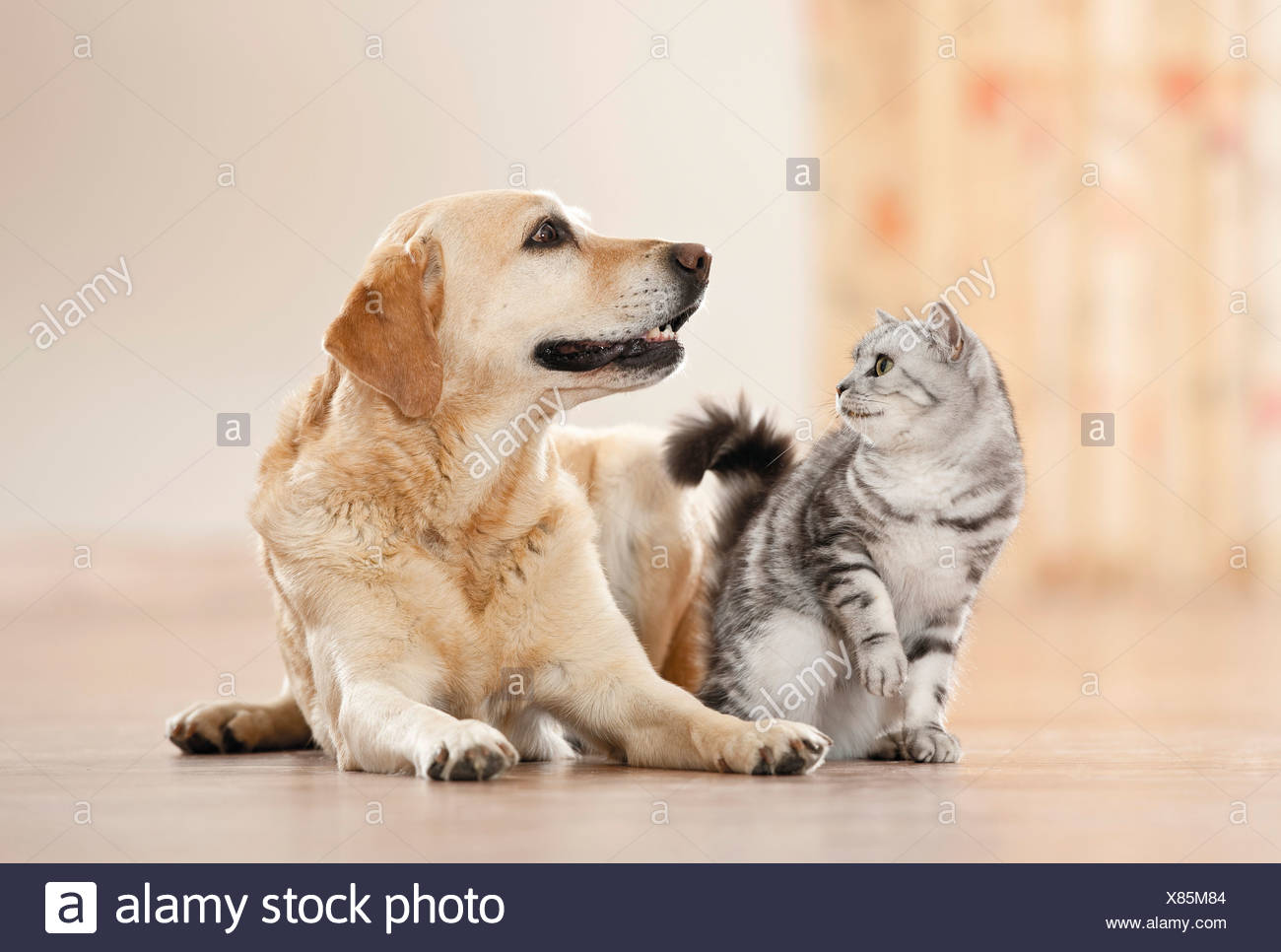 Animal Friendship British Shorthair Cat And Labrador Retriever