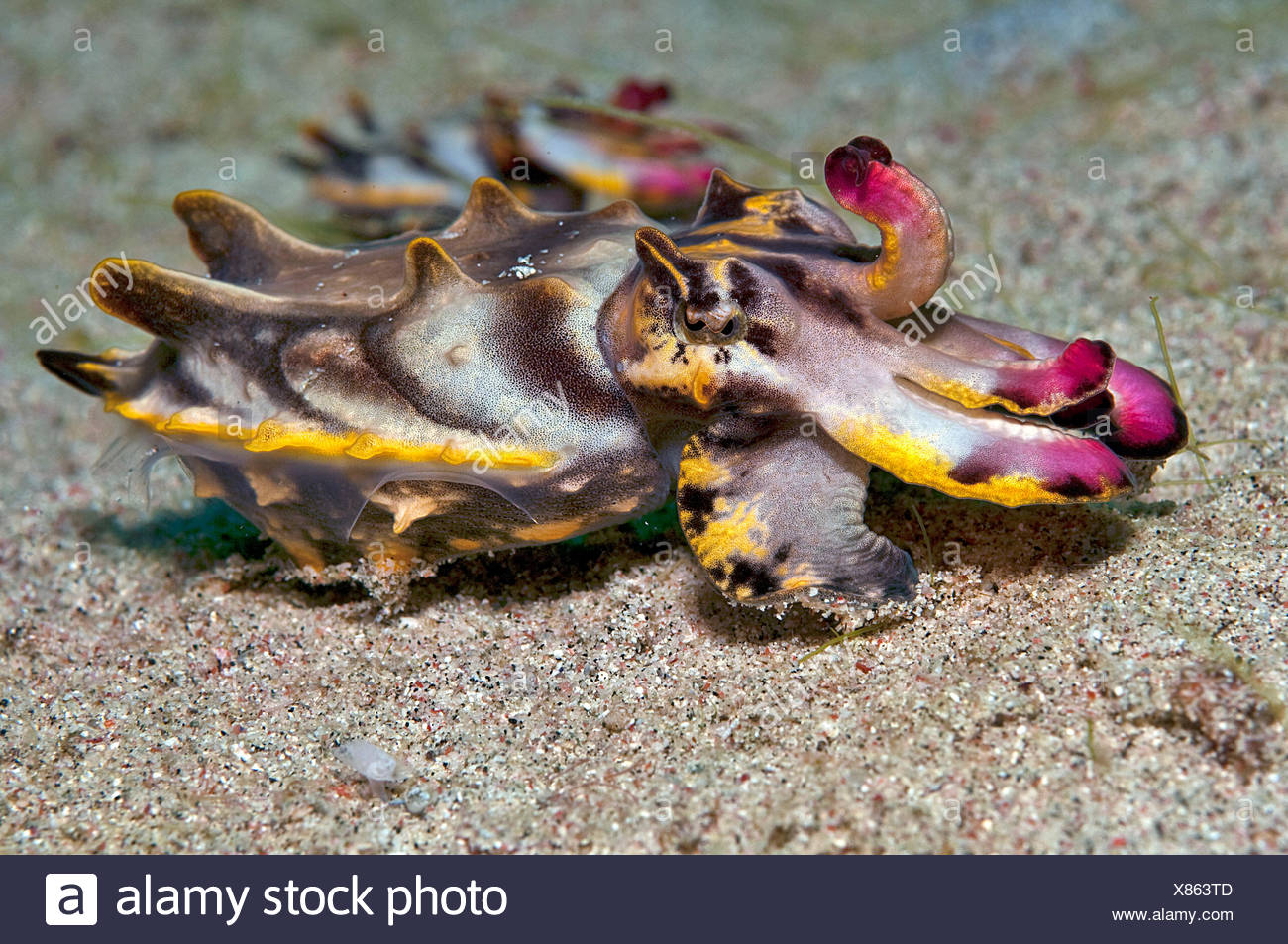 Pfeffer S Flamboyant Cuttlefish Metasepia Pfefferi Stock Photo Alamy