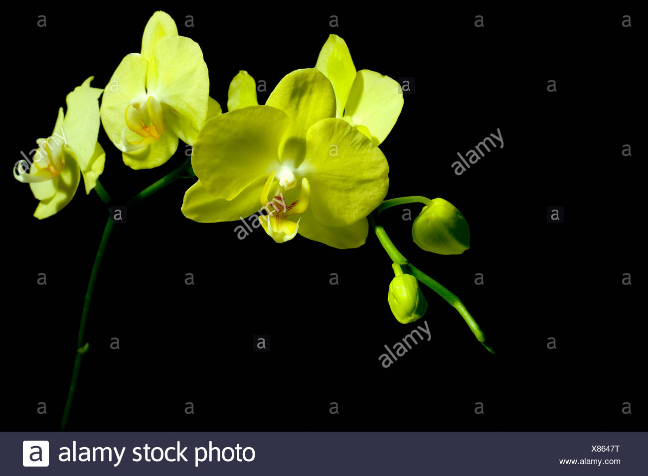 Yellow flowers on black background Stock Photo
