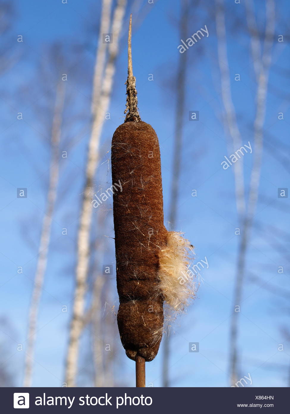 Marshplants High Resolution Stock Photography and Images - Alamy