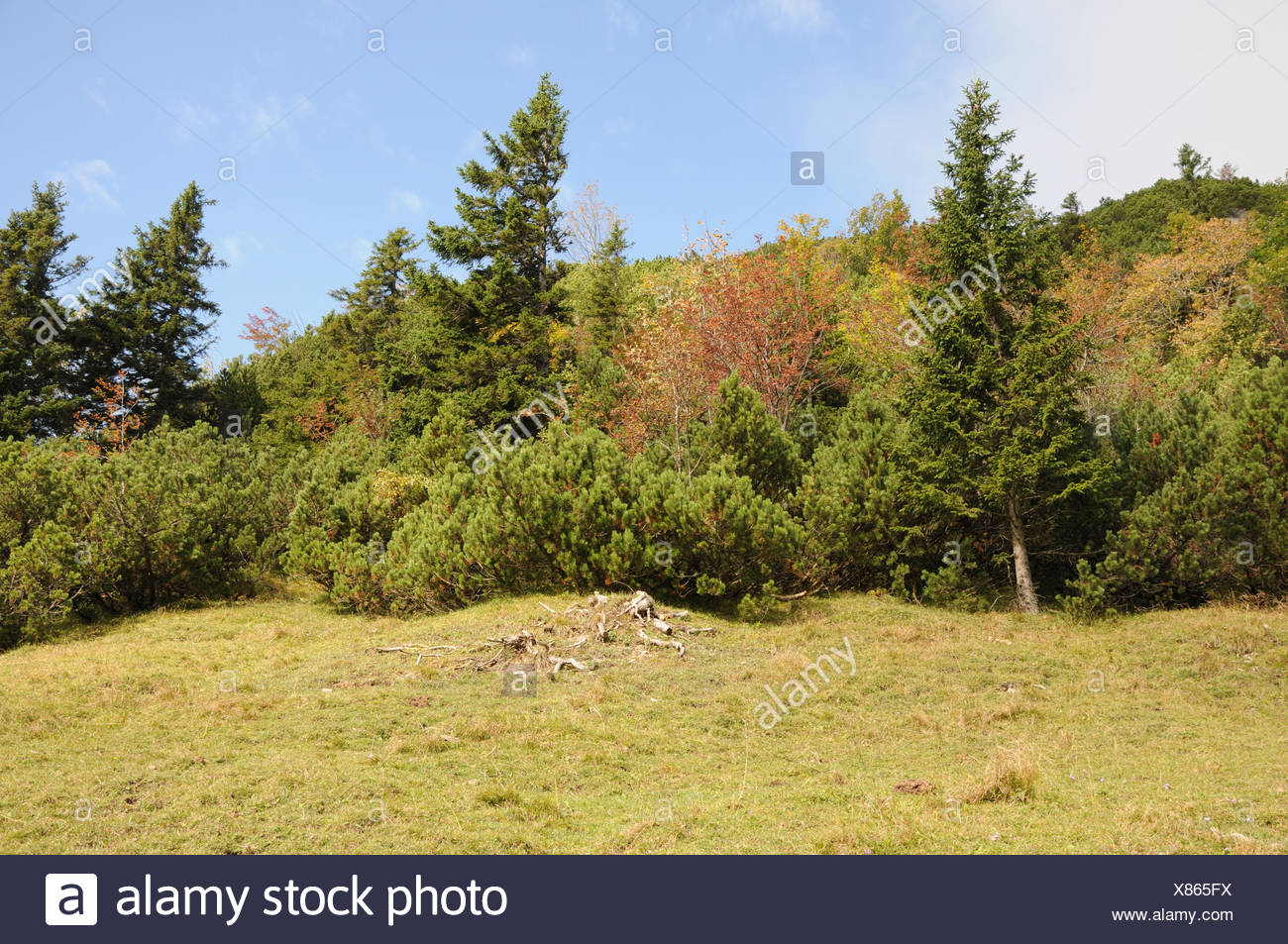 Swiss Pines Forest High Resolution Stock Photography and Images - Alamy