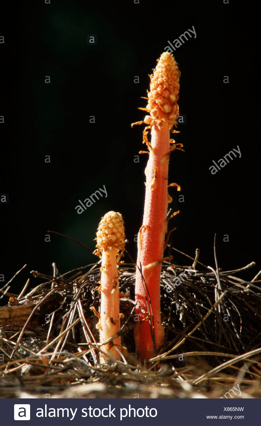 Pinedrops Stock Photo