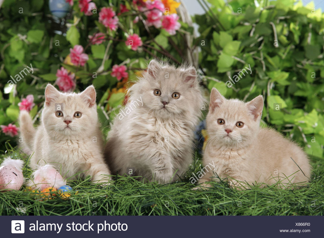 Young Persian Cat And Two Young British Shorthair With Easter Eggs