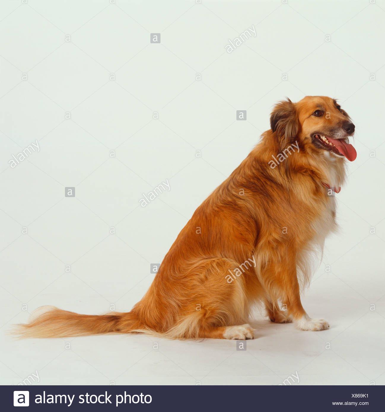 Golden long haired dog Clearance