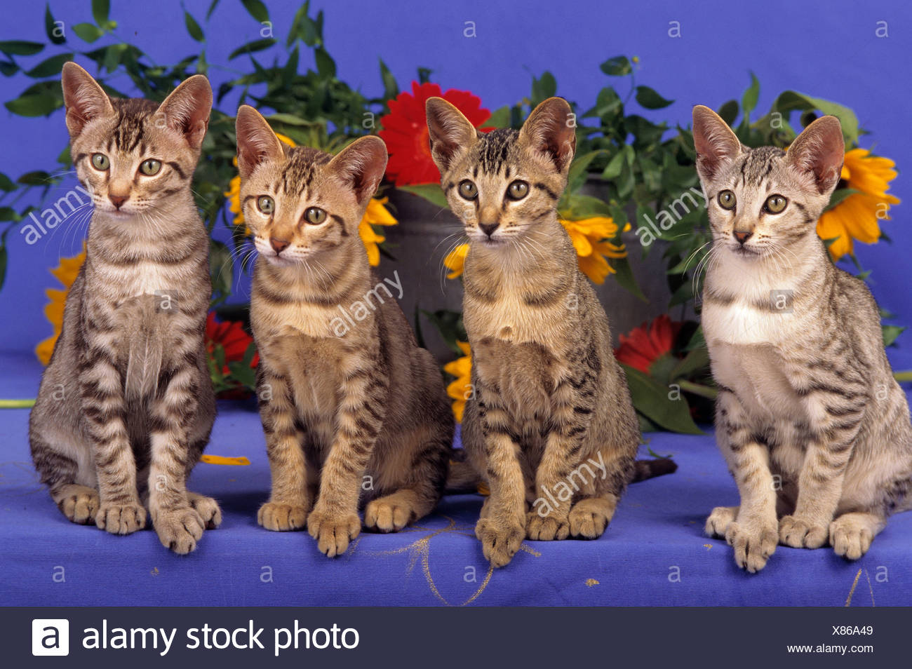 Canaani Cats High Resolution Stock Photography And Images Alamy