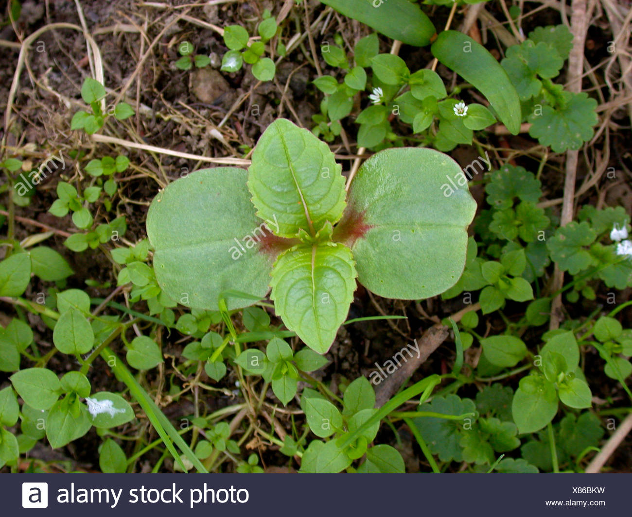 Himalayan balsam, Indian balsam, red jewelweed, ornamental jewelweed, policeman's helmet (Impatiens glandulifera), seedling, Germany Stock Photo