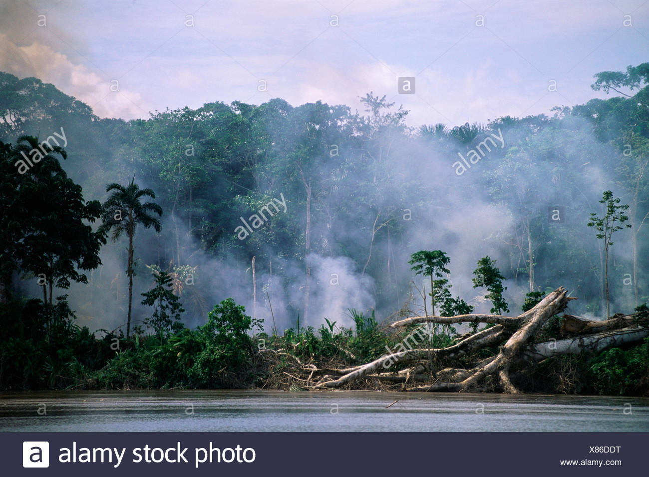 Deforestation High Resolution Stock Photography and Images - Alamy