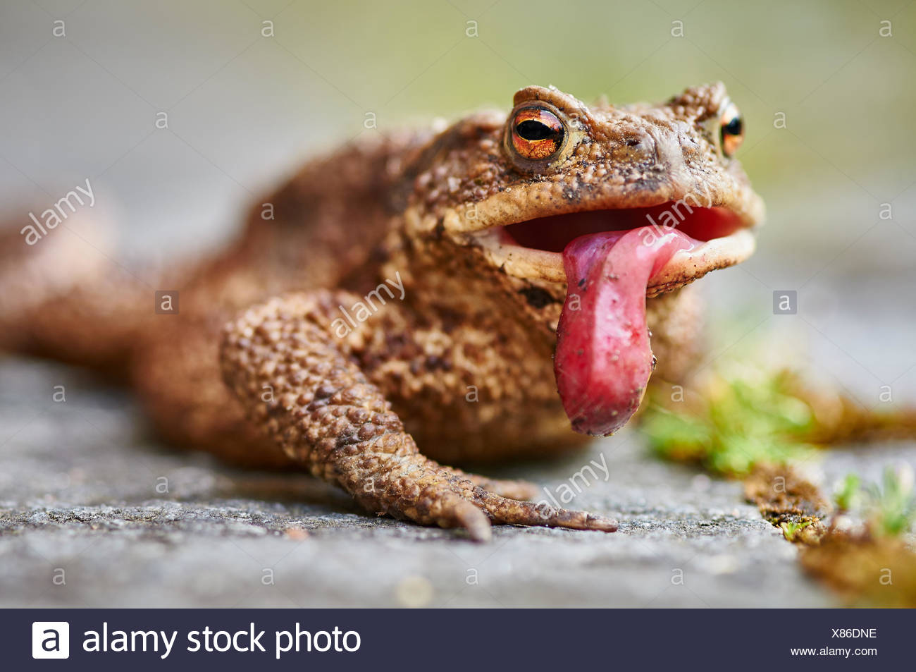 Frog Tongue Stock Photos & Frog Tongue Stock Images Alamy