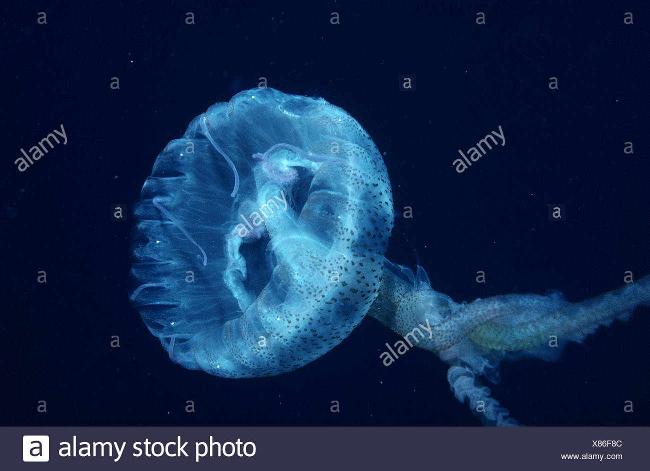 Root Mouth Jellyfish Stock Photos & Root Mouth Jellyfish Stock