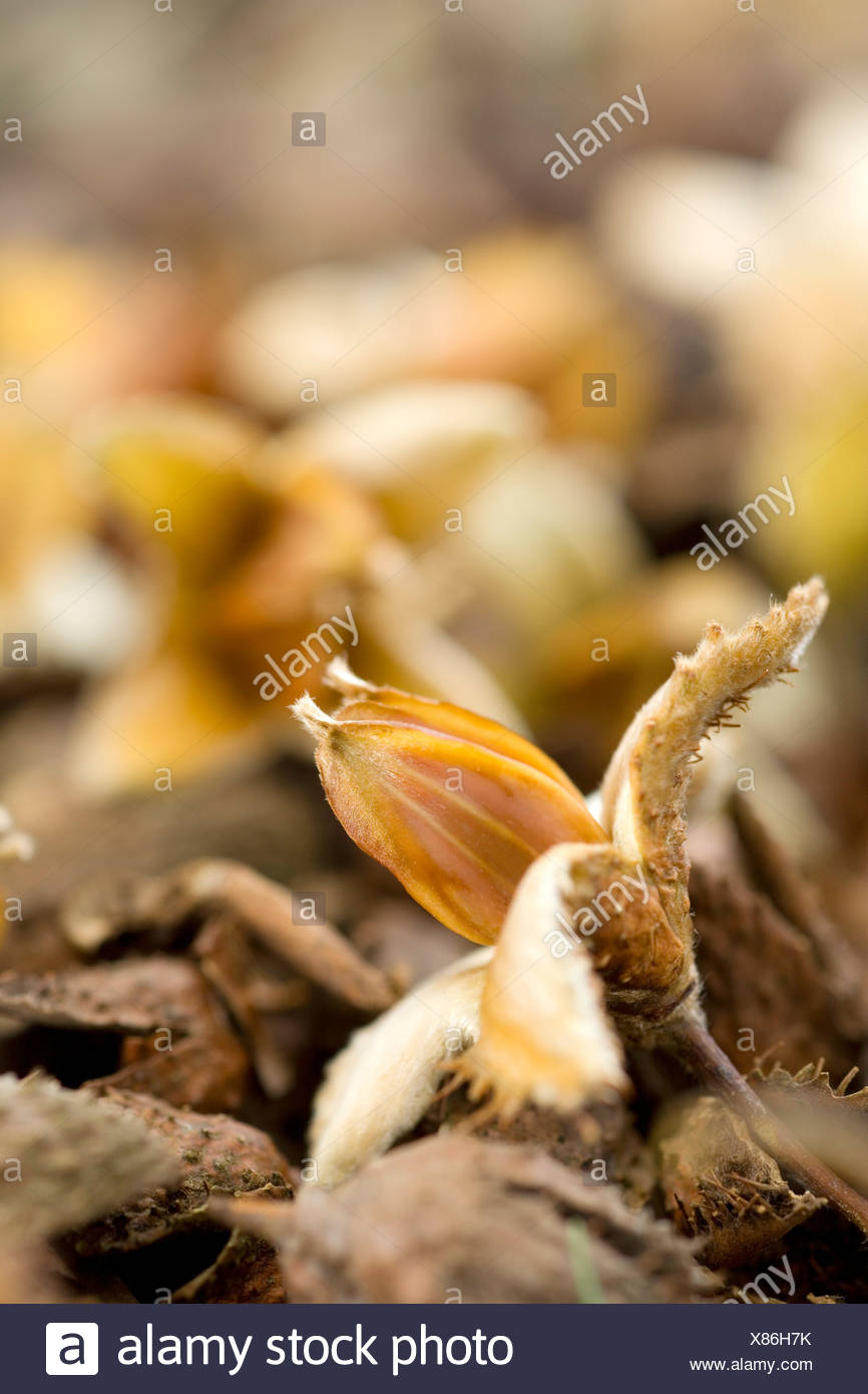Seed Cases High Resolution Stock Photography and Images Alamy
