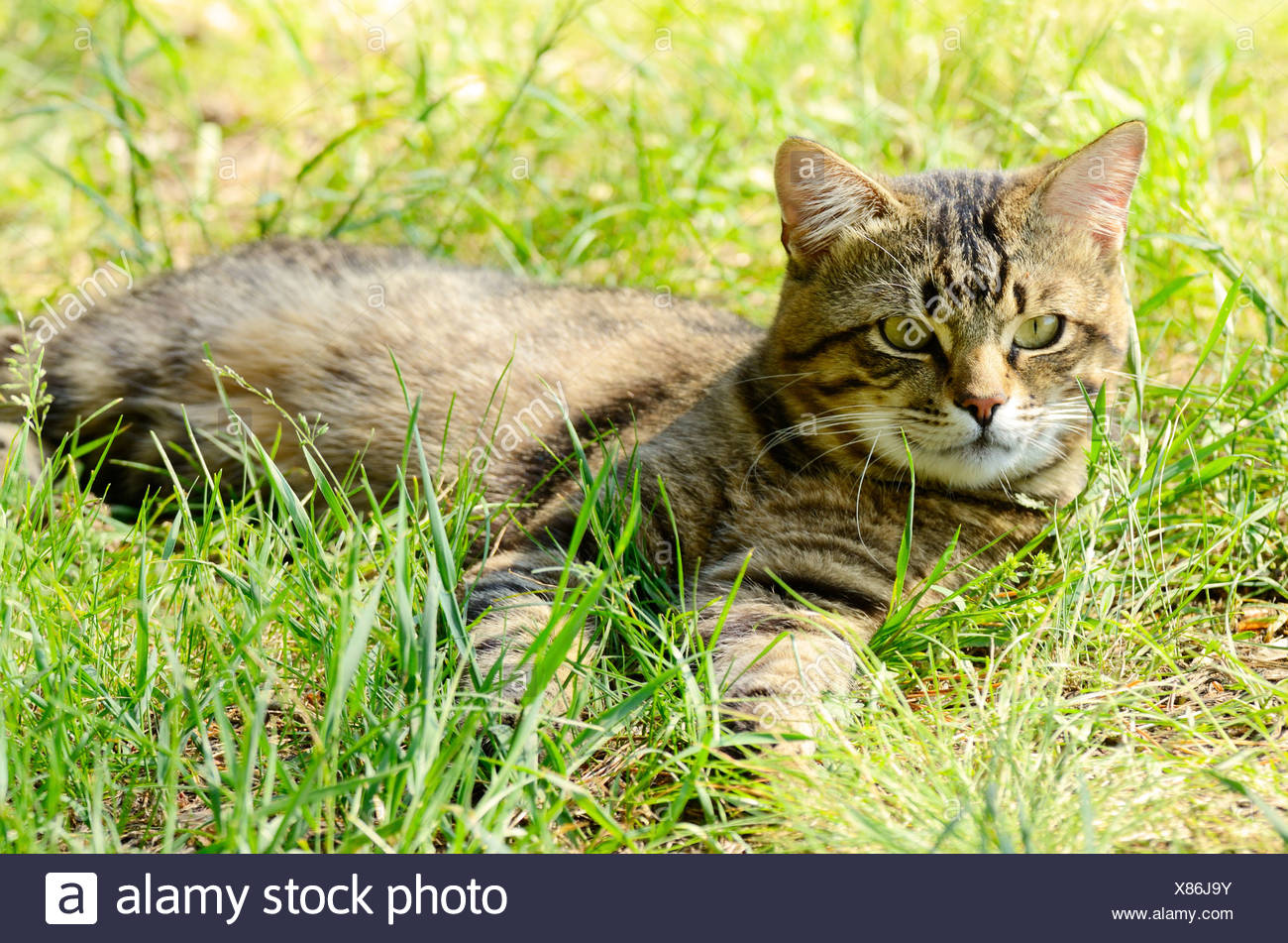 European Shorthair Striped Cat Stock Photo 280429239 Alamy