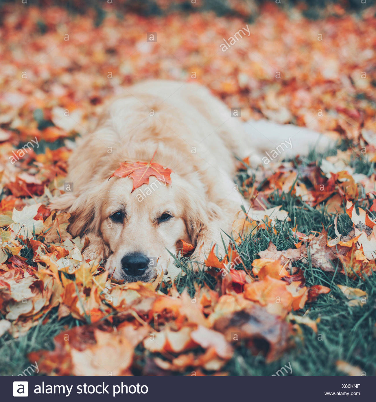 autumn golden retrievers