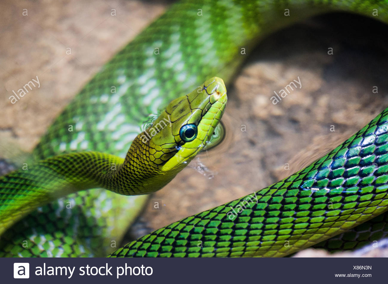 Red Tailed Rat Snake High Resolution Stock Photography And Images - Alamy