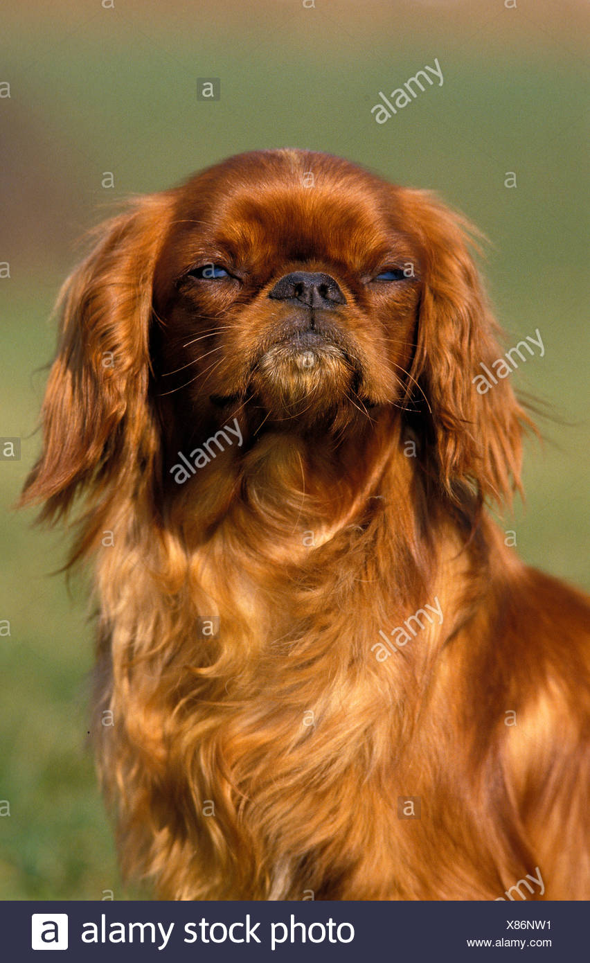 pekingese cavalier mix
