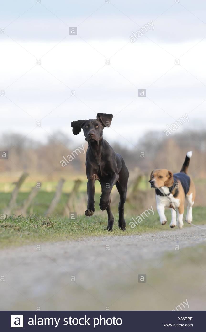 Beagle And German Shorthaired Pointer Stock Photo 280432418 Alamy
