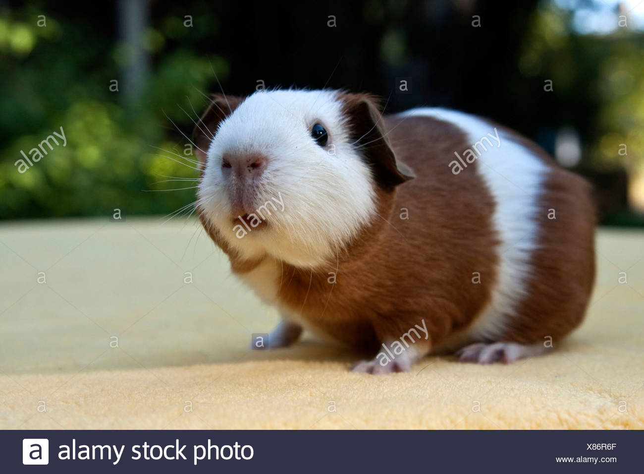 Smooth Guinea Pig Pup Stock Photos Smooth Guinea Pig Pup Stock