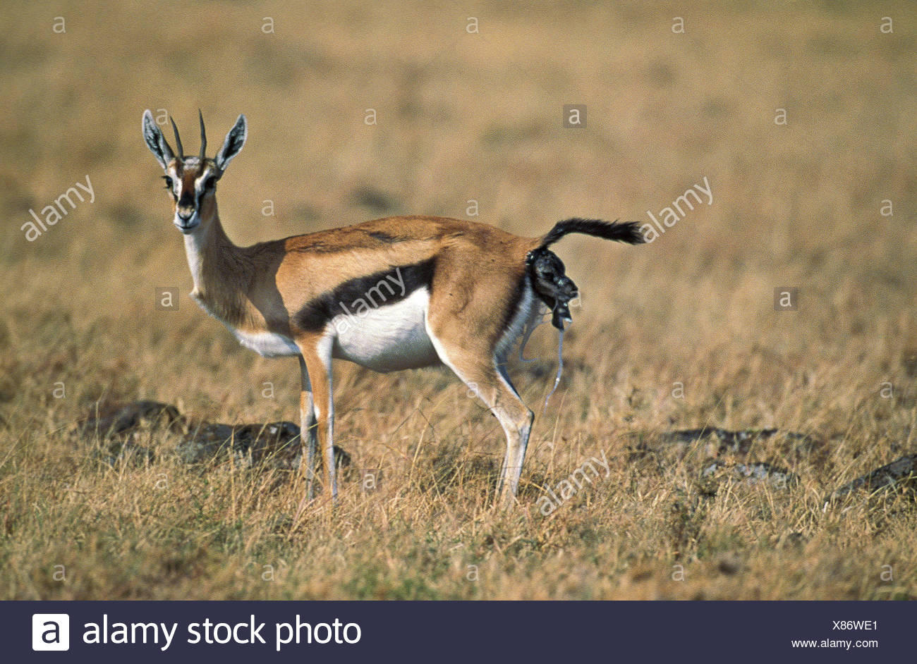 Female Giving Birth High Resolution Stock Photography and Images - Alamy