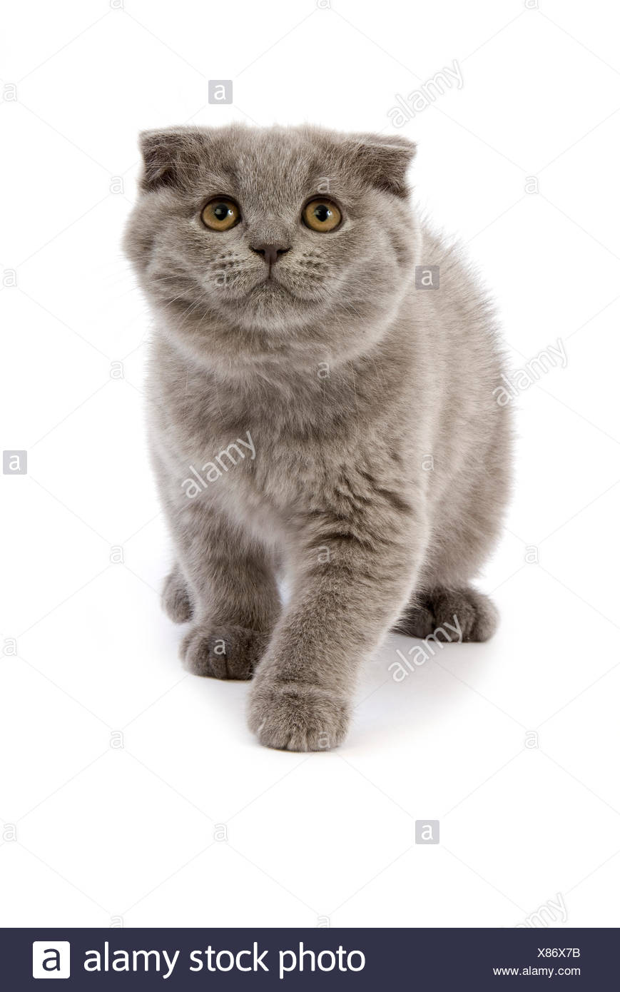 Blue Scottish Fold Domestic Cat 2 Months Old Kitten Against White