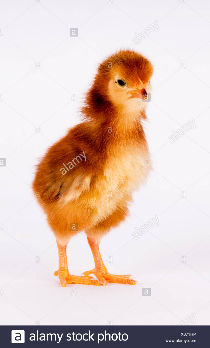 Rhode Island Red Baby Chicken High Resolution Stock Photography And Images Alamy Rhode Island Red Baby Chicken High Resolution Stock Photography And Images Alamy