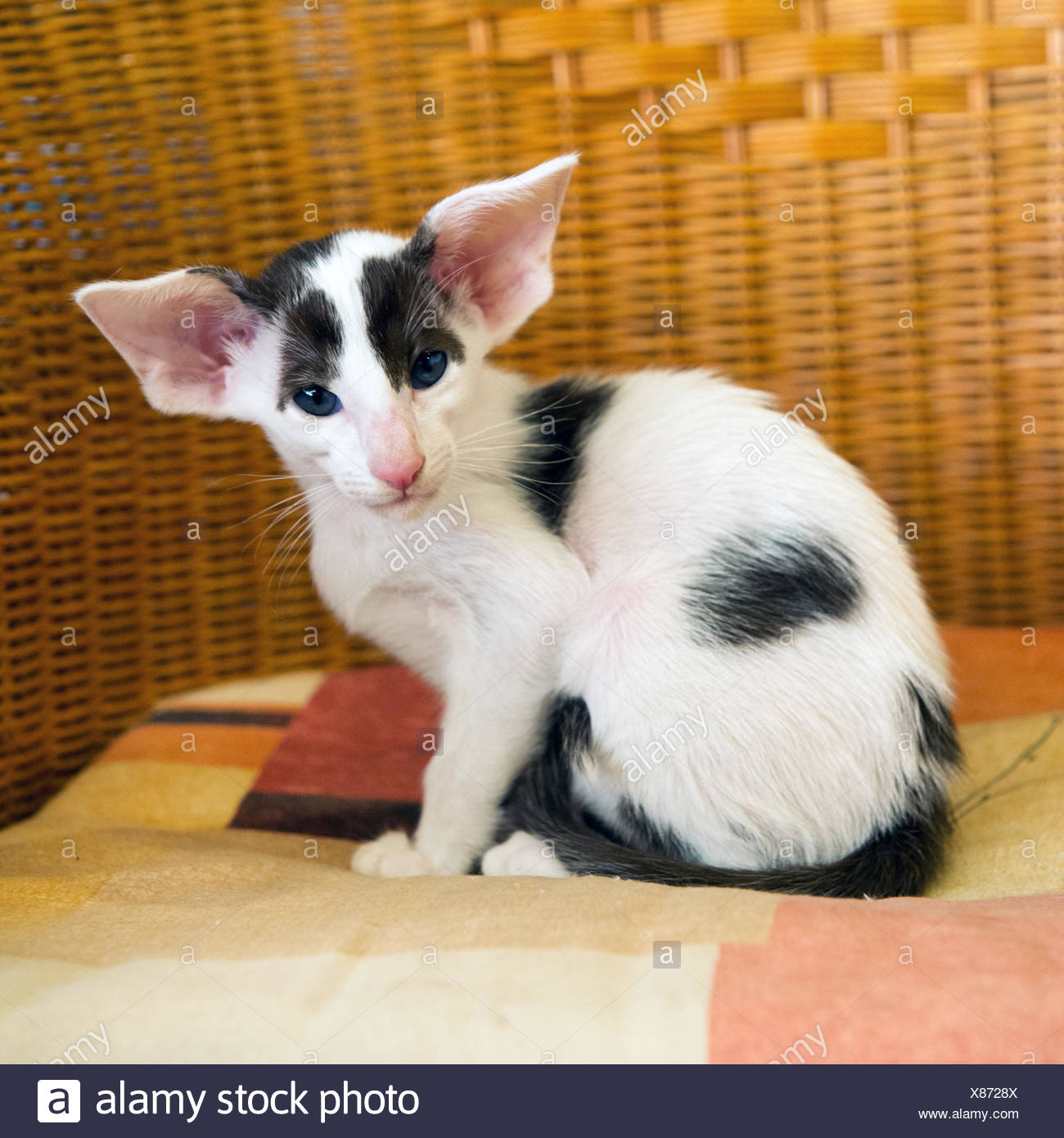 siamese white kitten